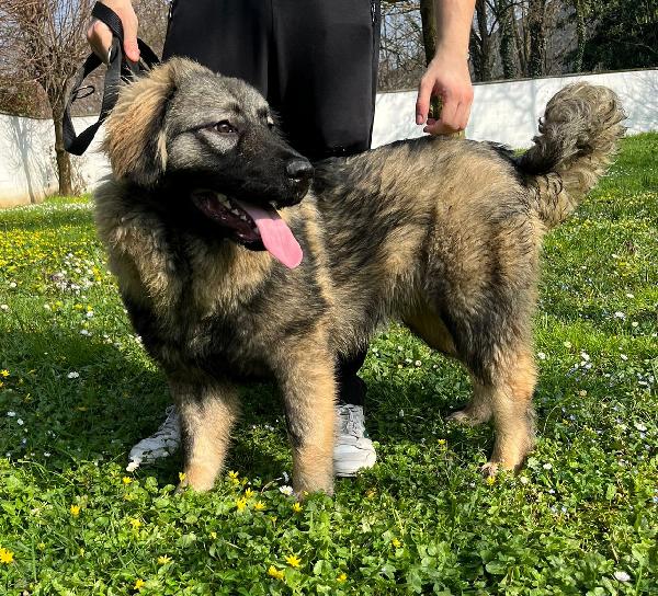 VIENNA CUCCIOLA PASTORE DEL CAUCASO Foto 4